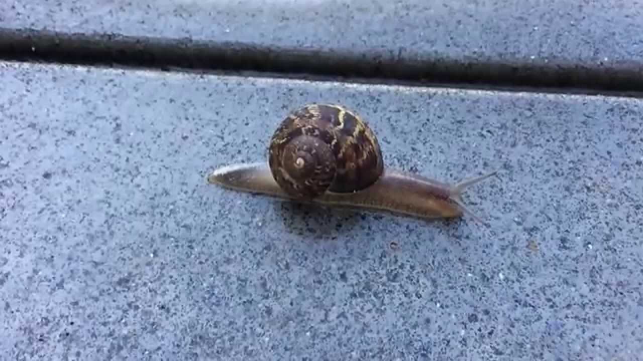 Do snails live in slow motion?