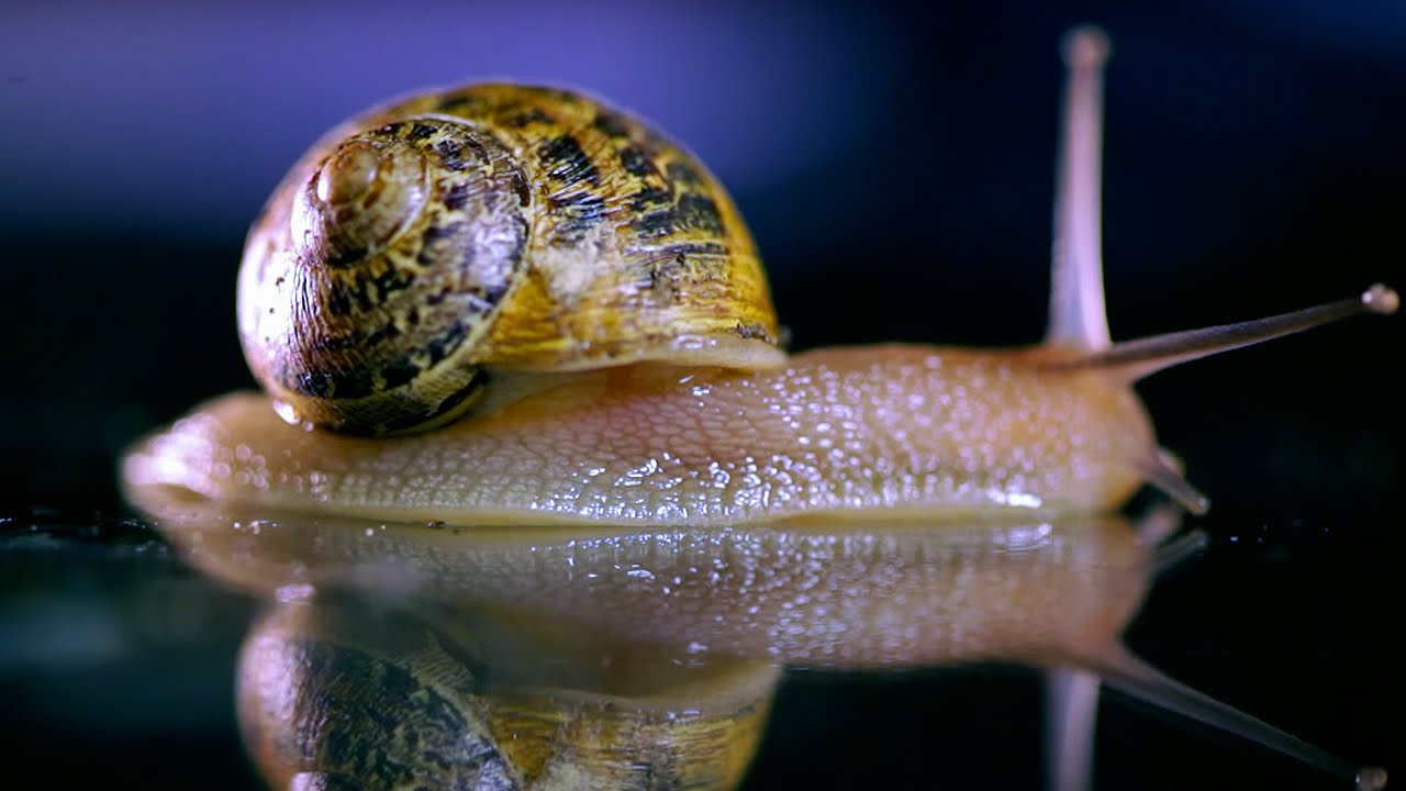 Do snails make noise?