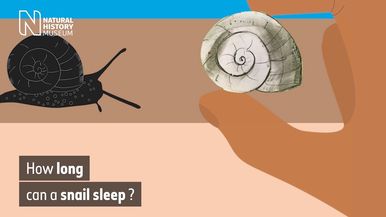 Do snails sleep for long periods?