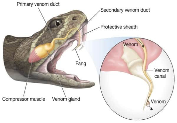 Do snakes have poison in their teeth?