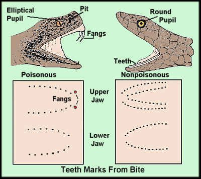 Do snakes leave their teeth when they bite?