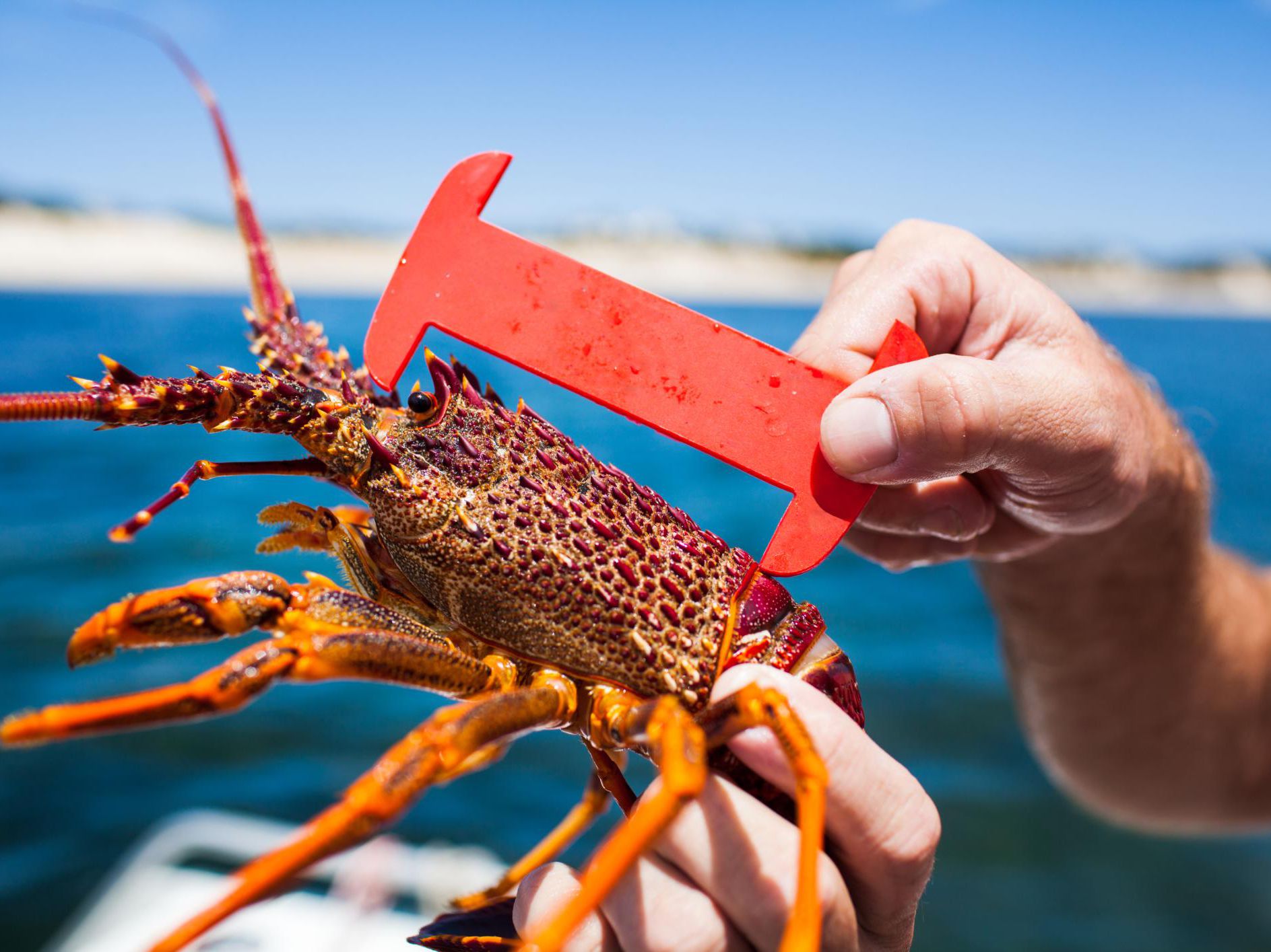 Do spiny lobsters taste different?