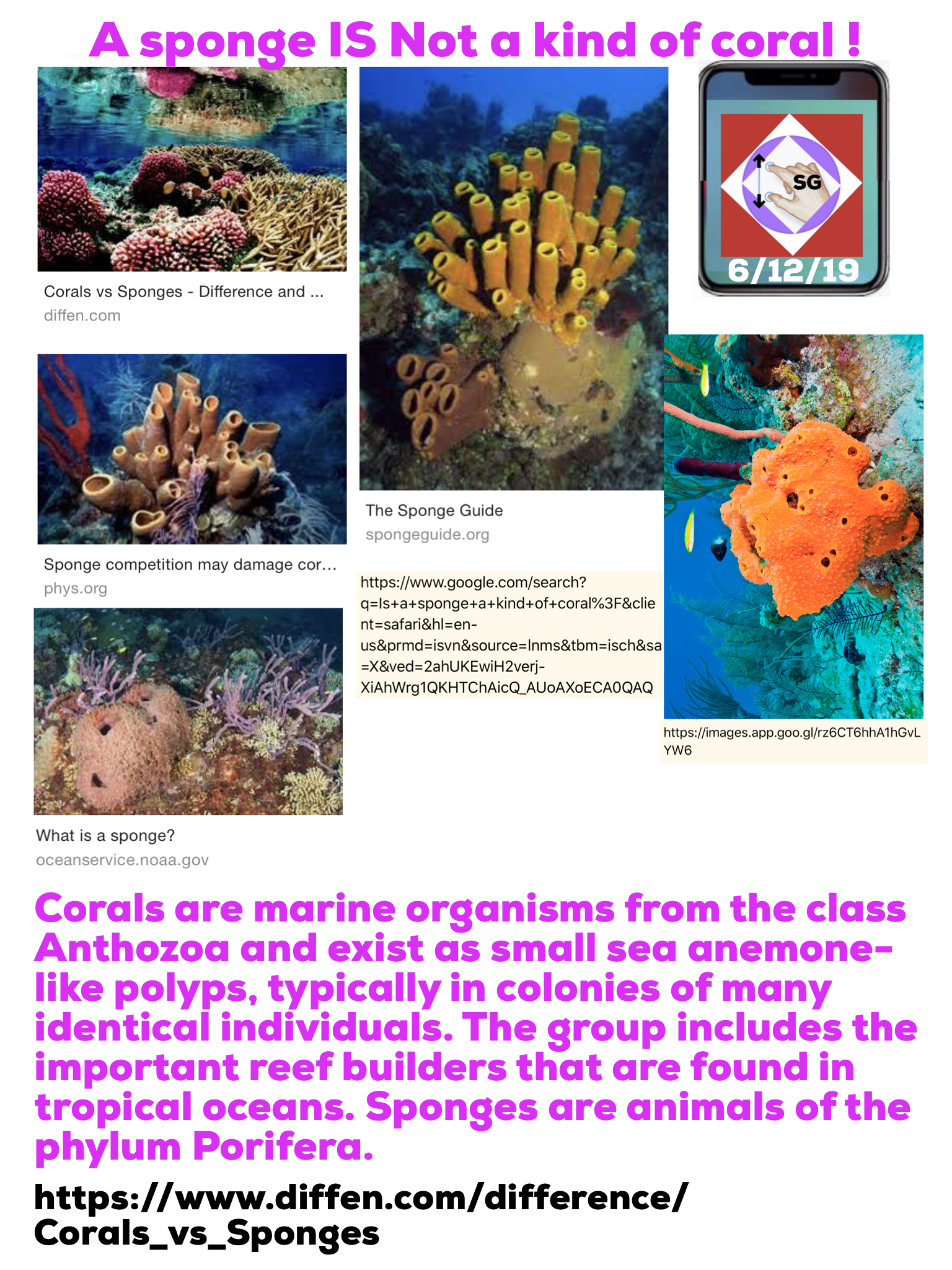 Do sponges form colonies?