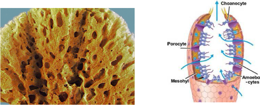 Do sponges have a respiratory system? [2022] 🐬 | Animalia-life.club