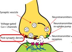 Do sponges have a synapse?