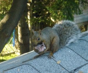 Do squirrels hurt each other?