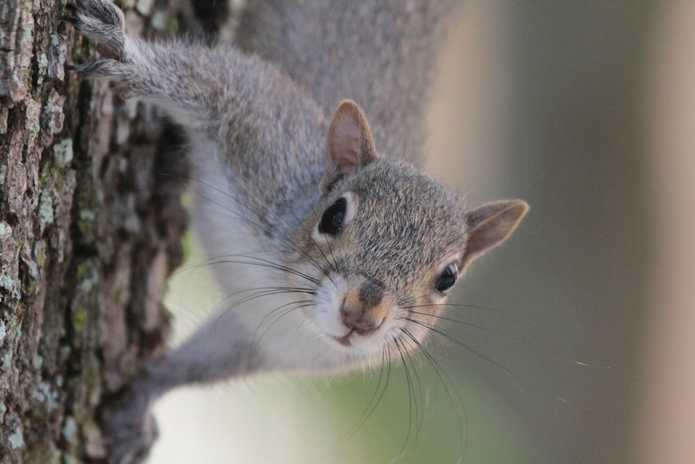 Do squirrels make vocal noises?