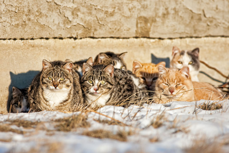 Do stray cats form groups?