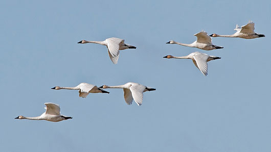 Do swans fly in large groups?
