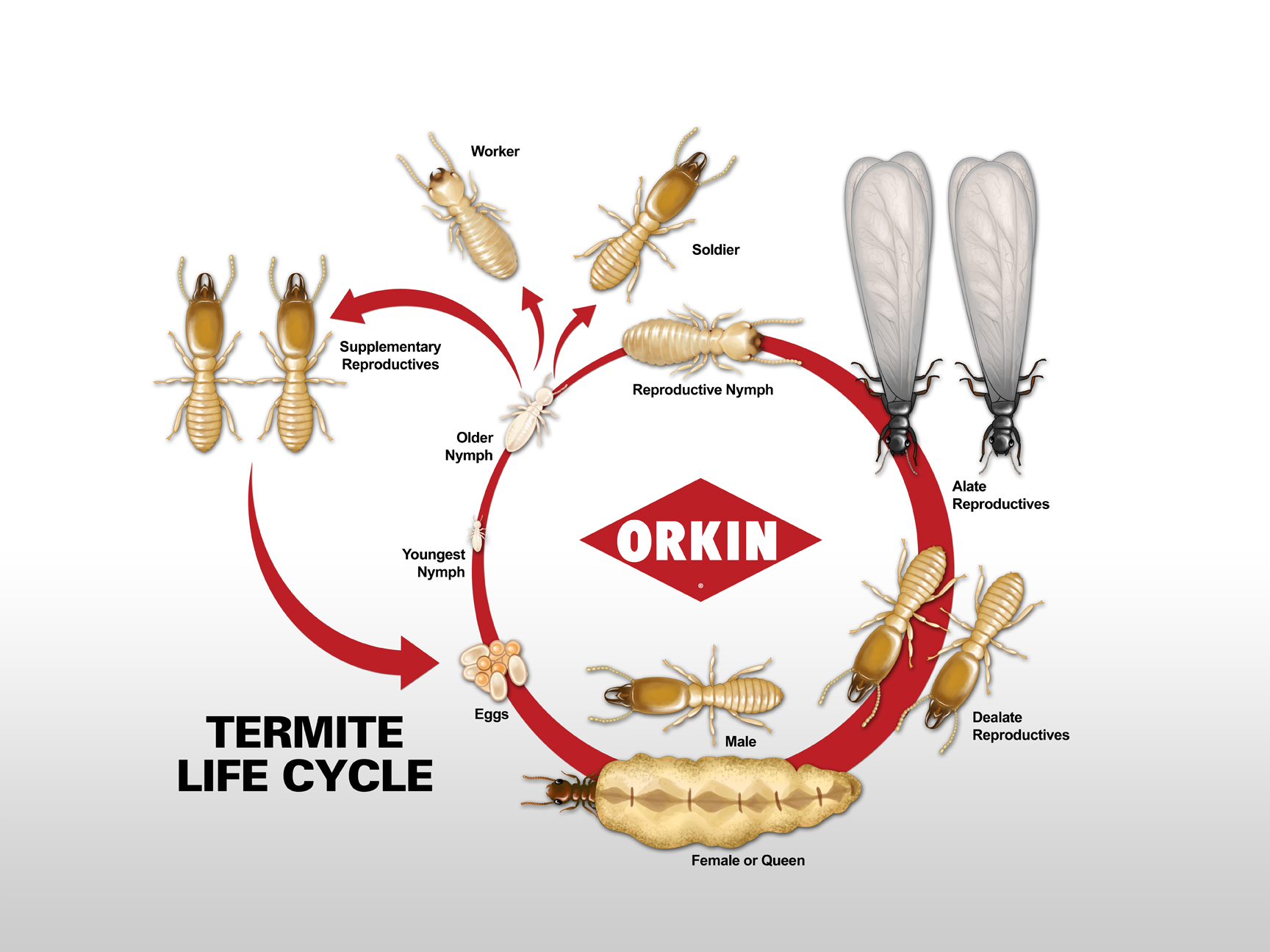 Do termites go through metamorphosis?