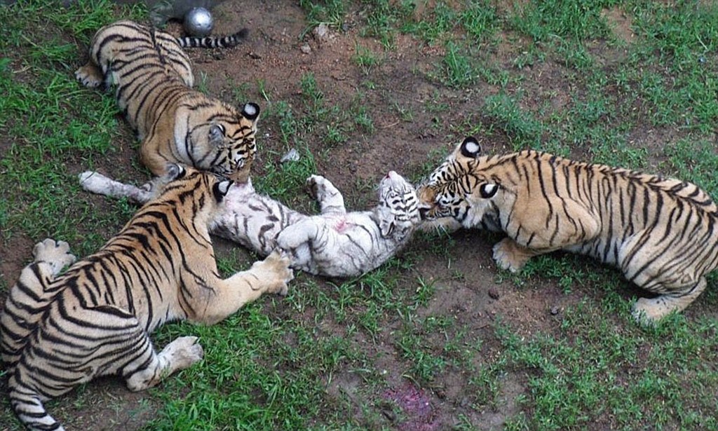 Do tigers eat their cubs?