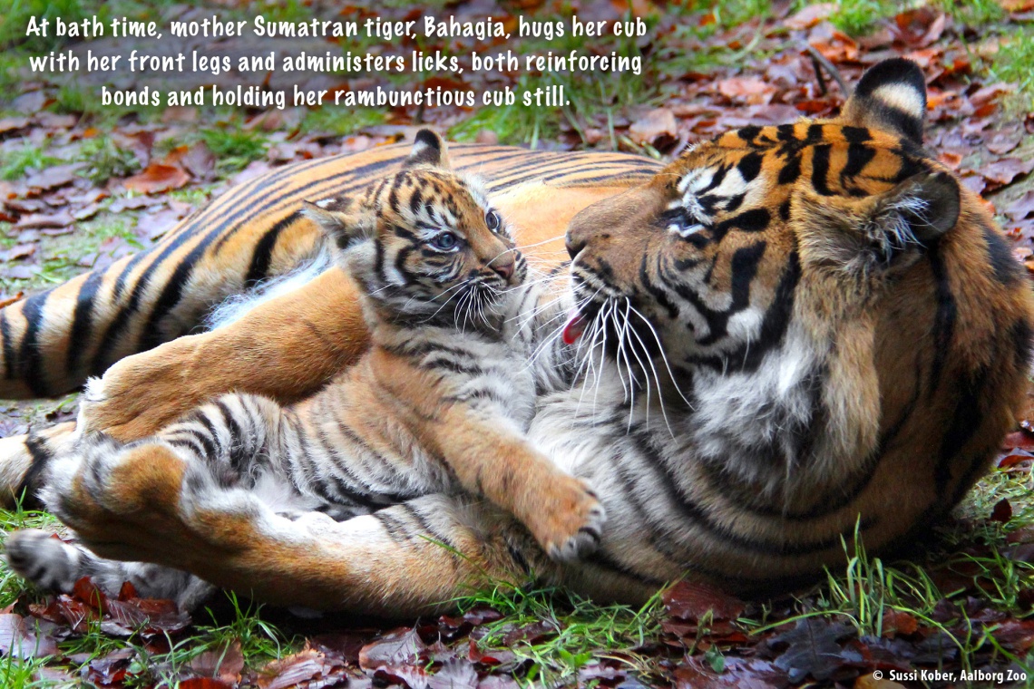 Do tigers mate with their siblings?