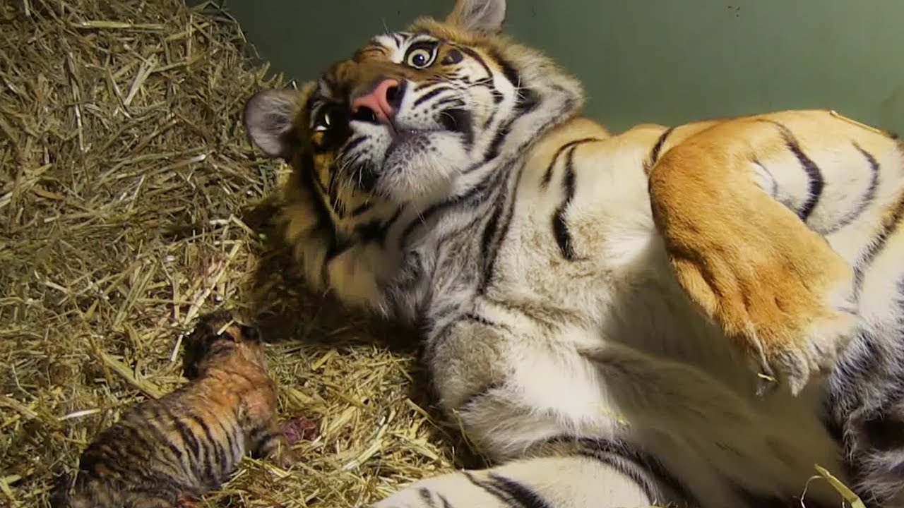 Do tigers only have one baby?