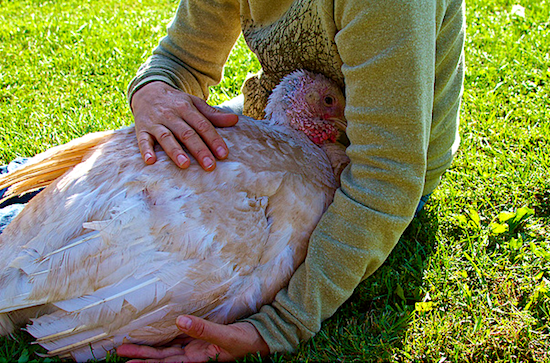 Do turkeys get attached to humans?