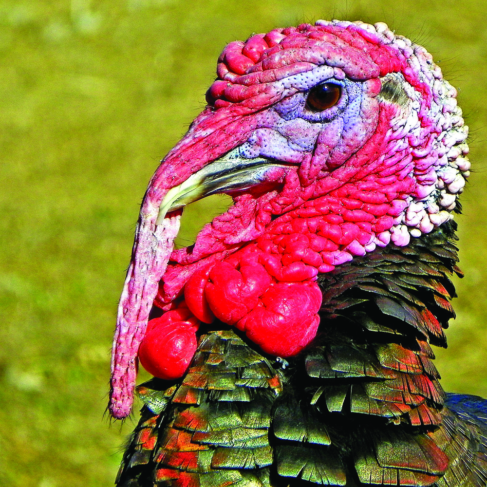 Do turkeys have good eyesight?