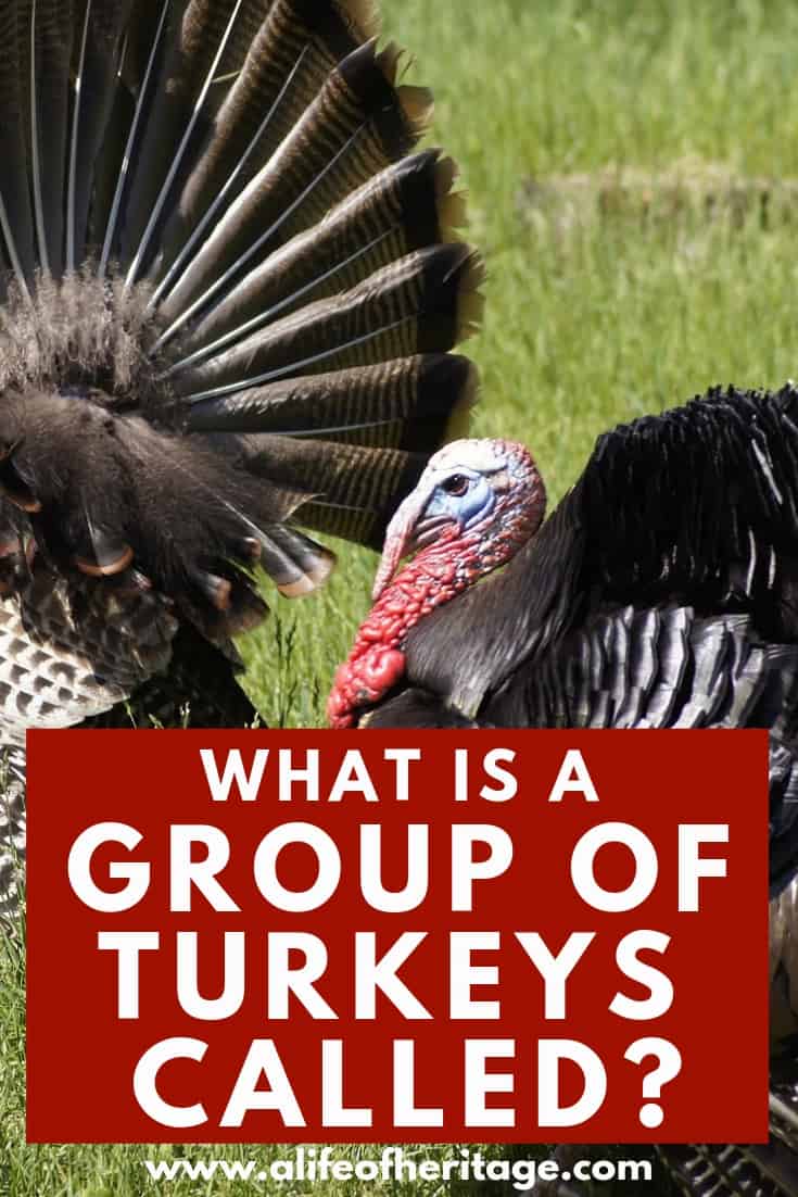 Do turkeys stay groups?