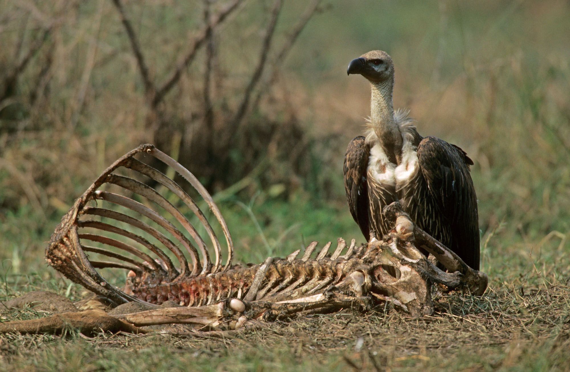 Do vultures eat the bones of dead animals?