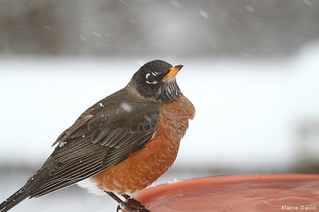 Do wild birds need water in the winter?