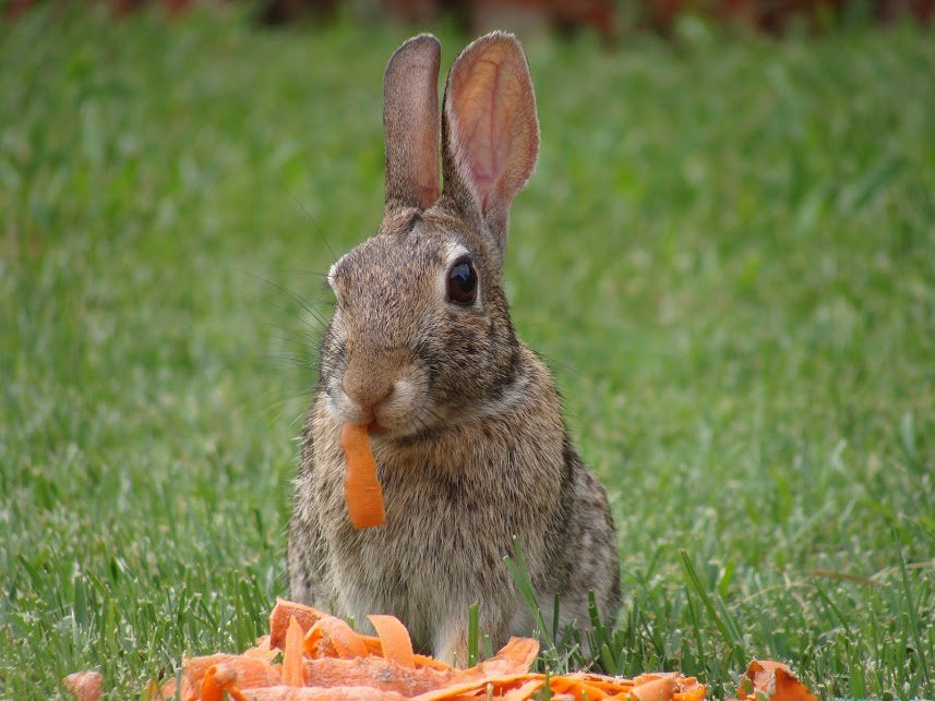 Do wild rabbits eat carrots?