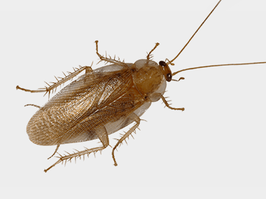 Do wood roaches infest homes?