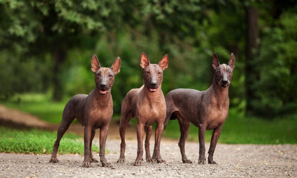 Do Xoloitzcuintli dogs bark a lot?