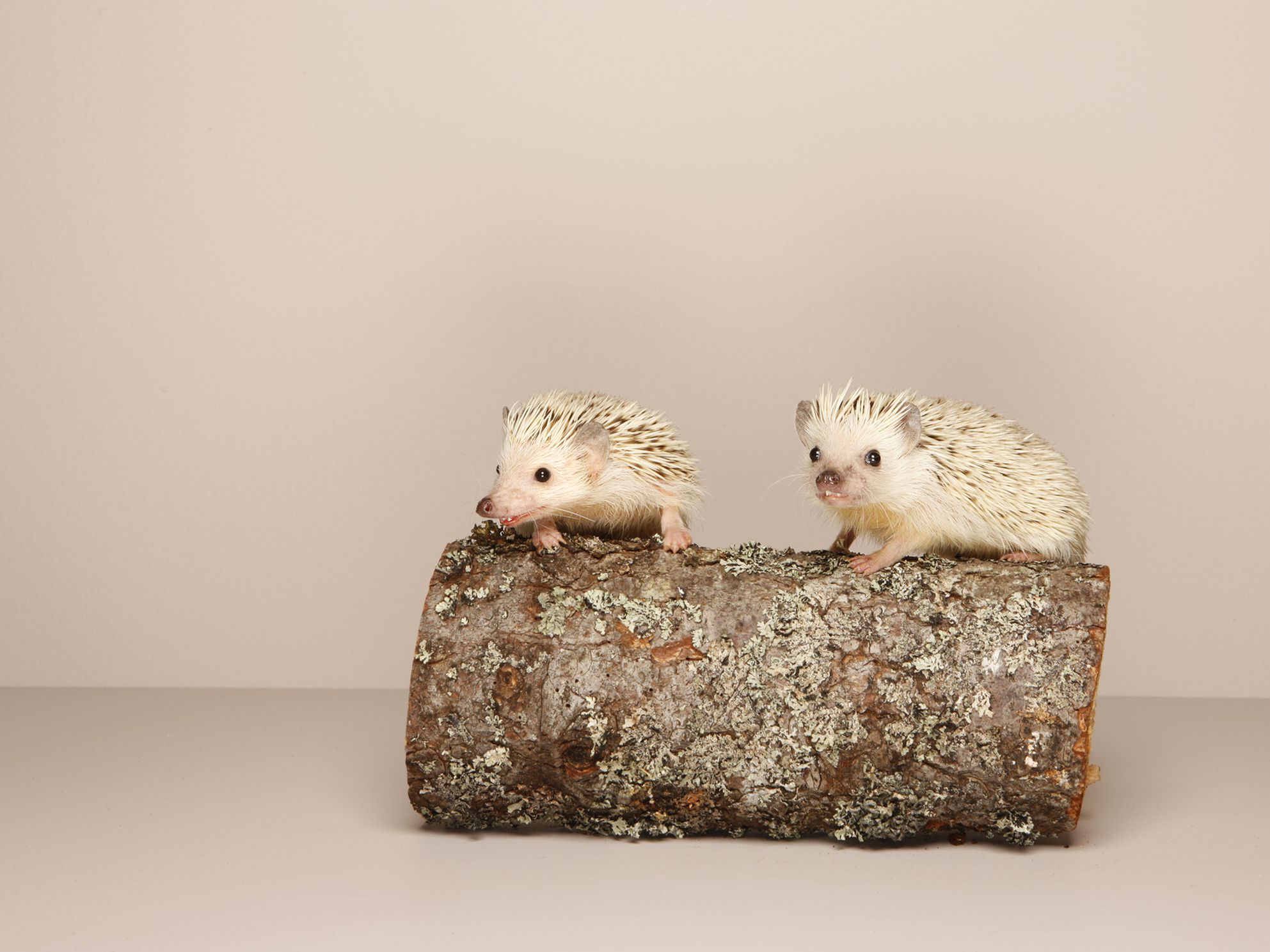 Do you need 2 hedgehogs?