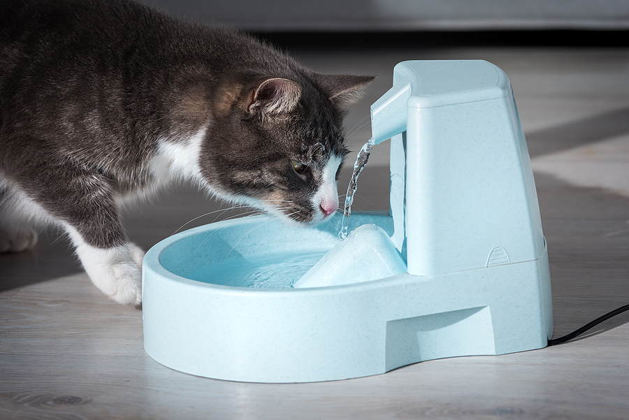Do Your Cats drink out of fountains?