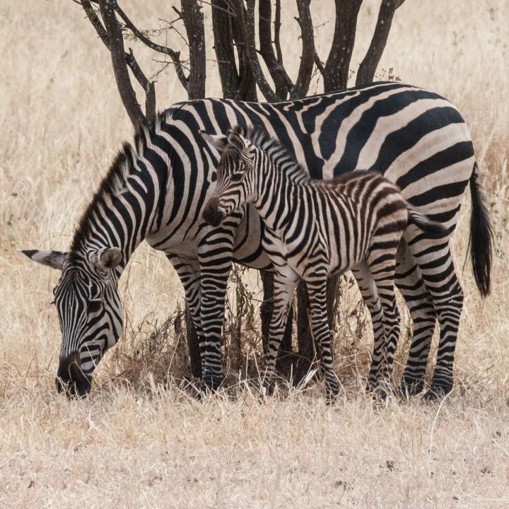 Do zebras have same stripe pattern?