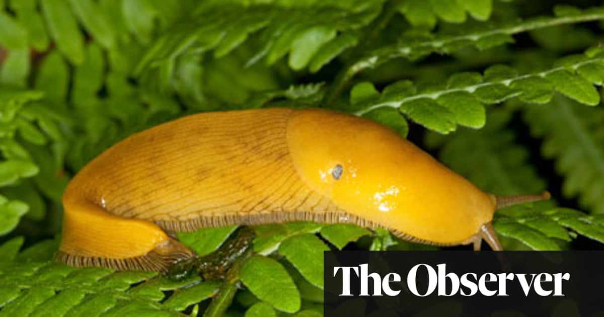 Does a banana slug have a heart?