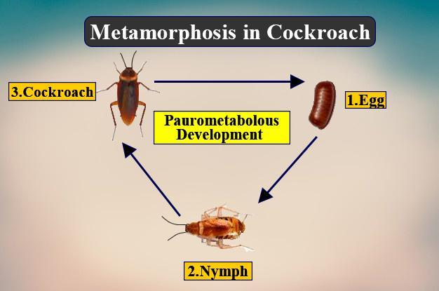 Does a cockroach undergo complete metamorphosis or incomplete metamorphosis Why?