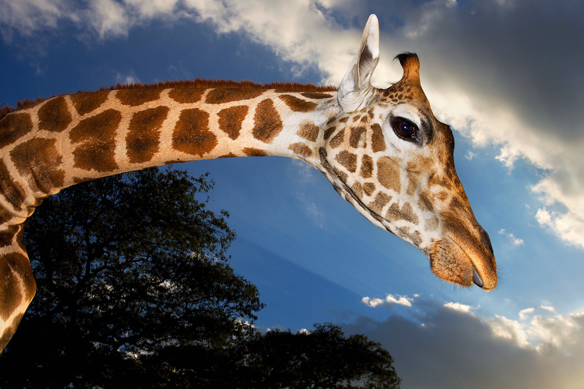 Does a giraffe have a voice box?