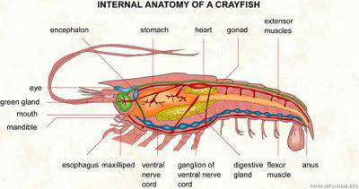 Does a shrimp have a heart on its head?