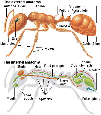 Does an ant have a heart and lungs?