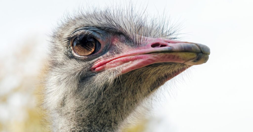Does an ostrich have the largest eyes in the world?