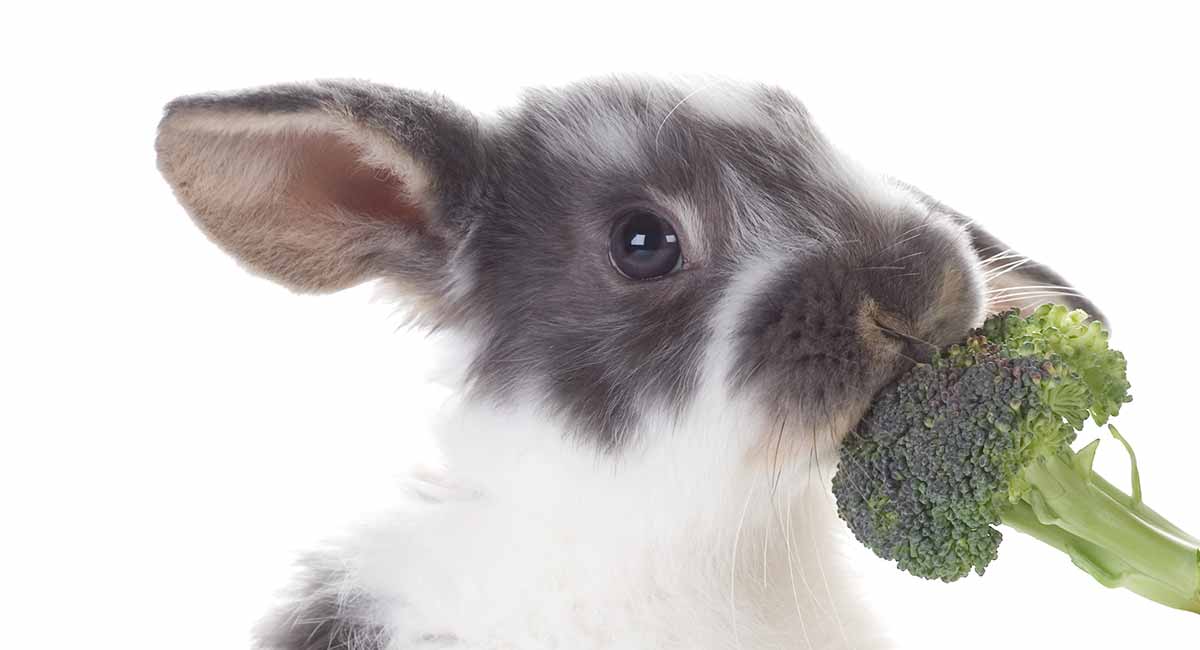 Does Broccoli make rabbits fart?