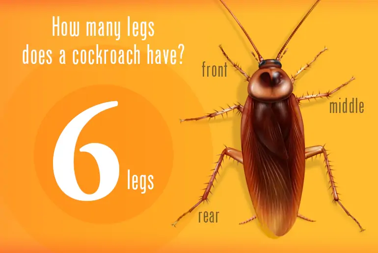 Does cockroach have 3 pairs of legs?