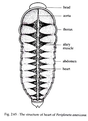 Does cockroach have dorsal heart?