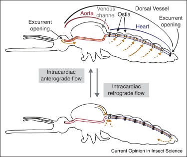 Does cockroach have myogenic heart?