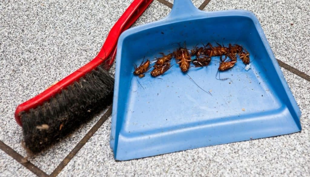 Does killing a cockroach attract more?