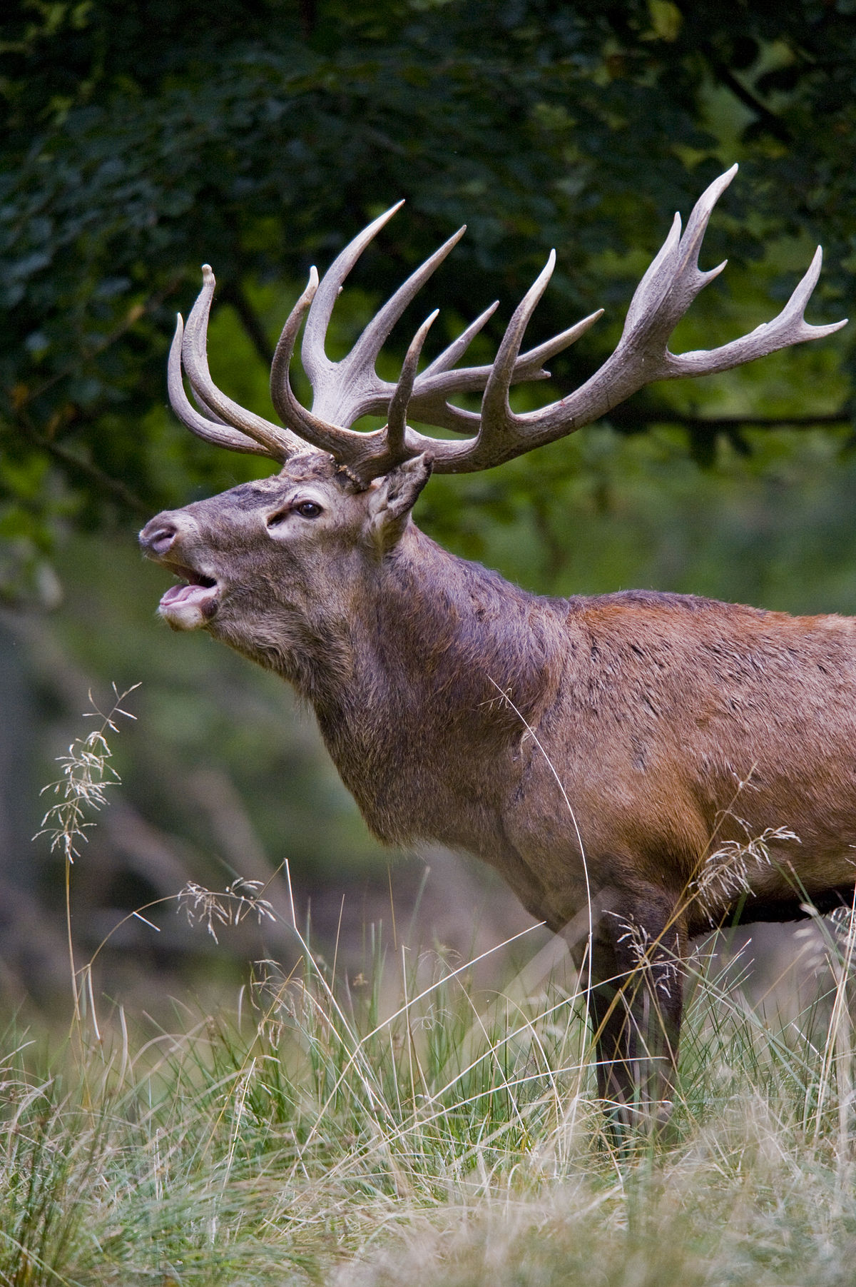 Does male deer have horn?