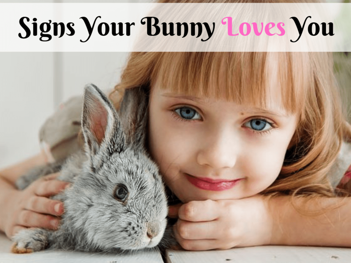 Does my pet rabbit Love Me?