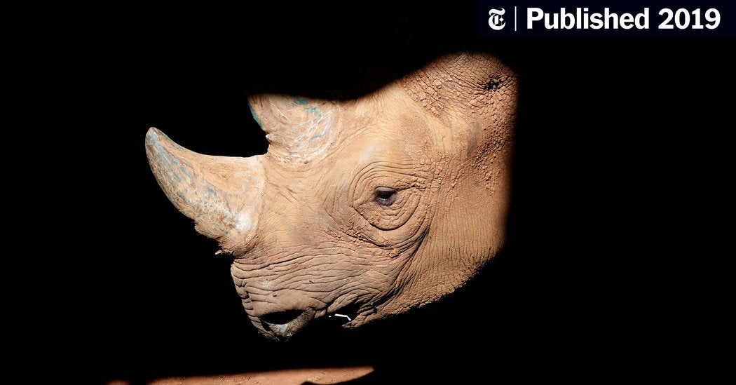 Does rhino horn hold water?