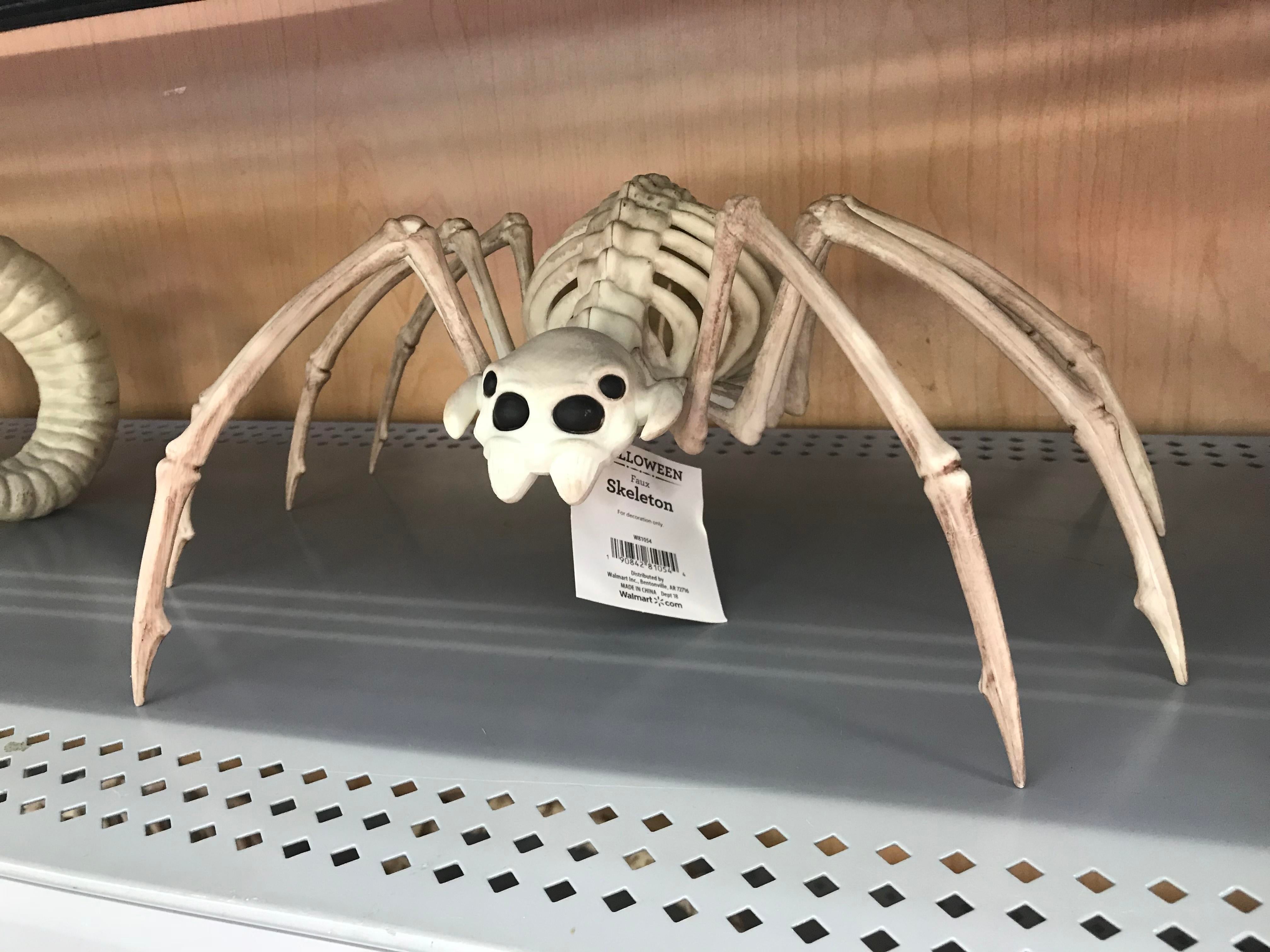 Does spider have bone?