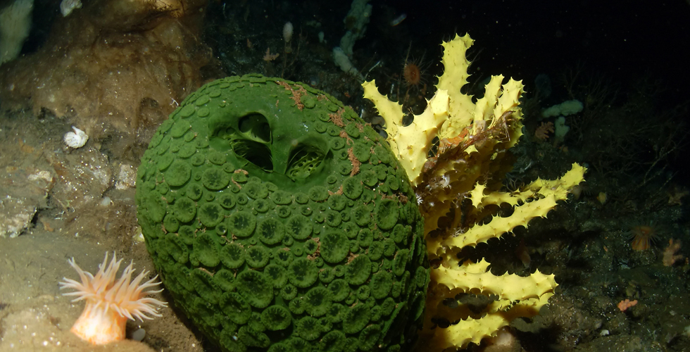 Does sponges have a brain?