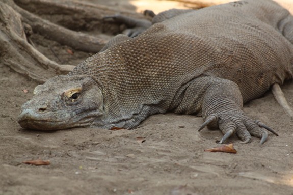 Has a Komodo dragon eaten a human?