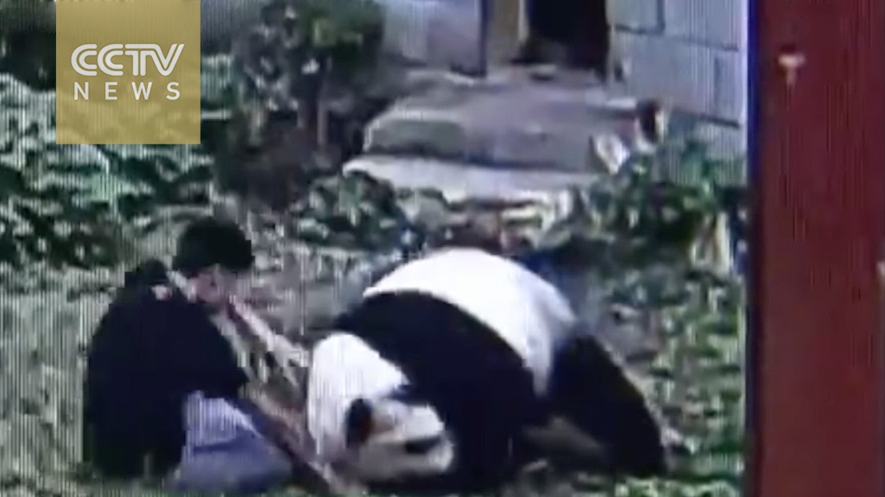 Has a panda ever eaten a human?