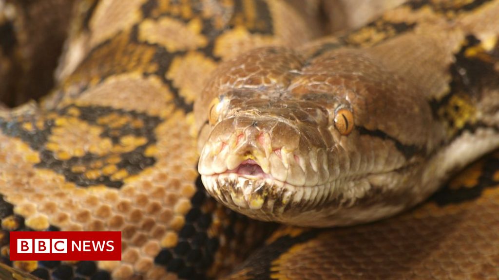 Has a python ever killed a human?