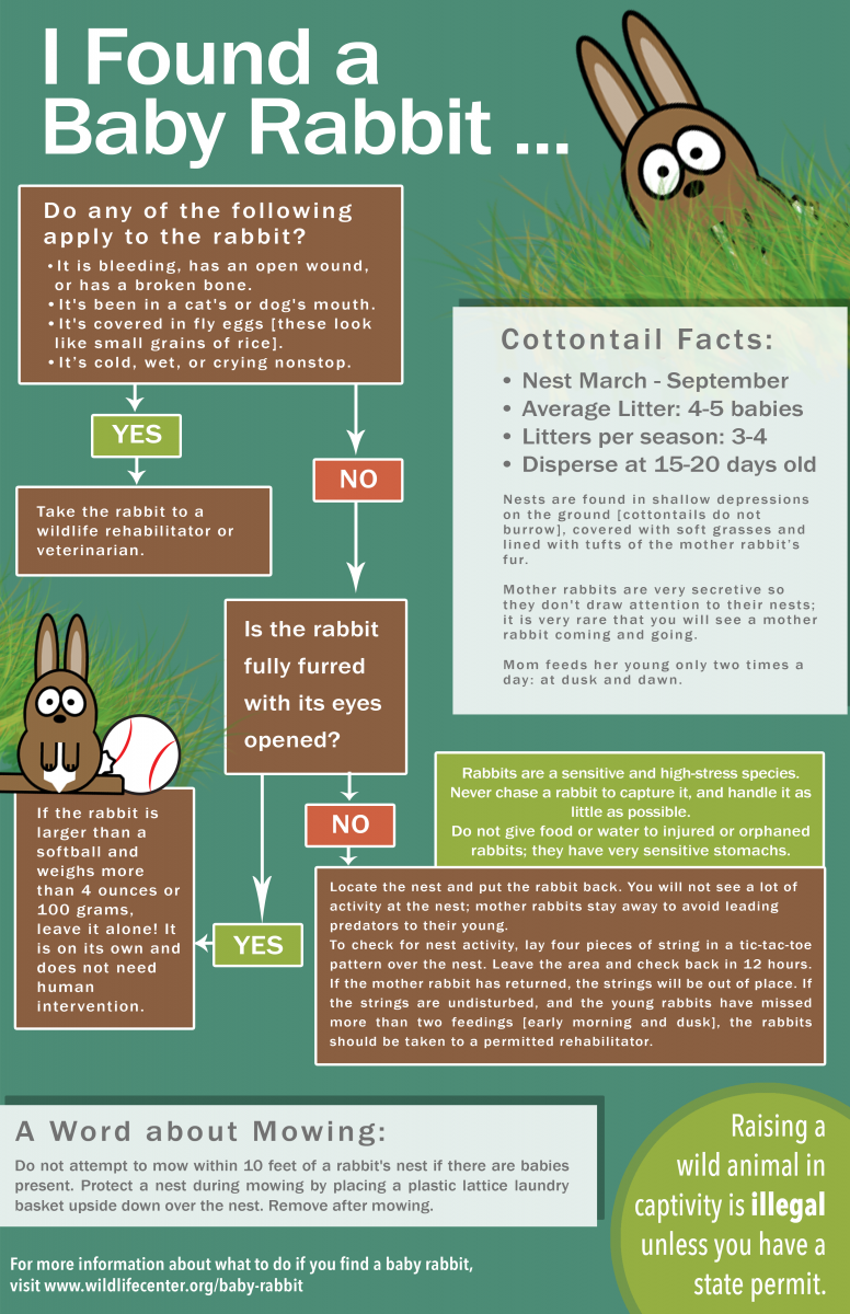 How are baby rabbits different from baby humans?