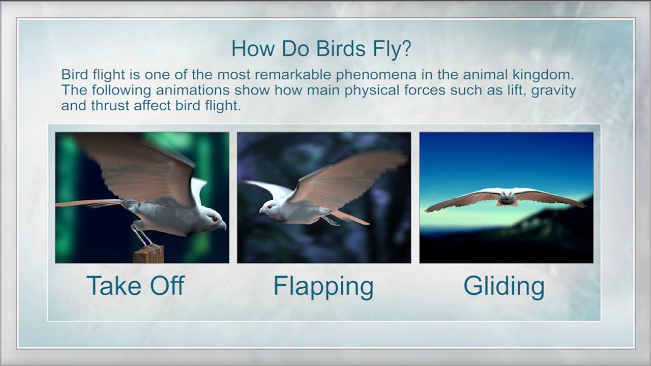 How are birds able to fly?