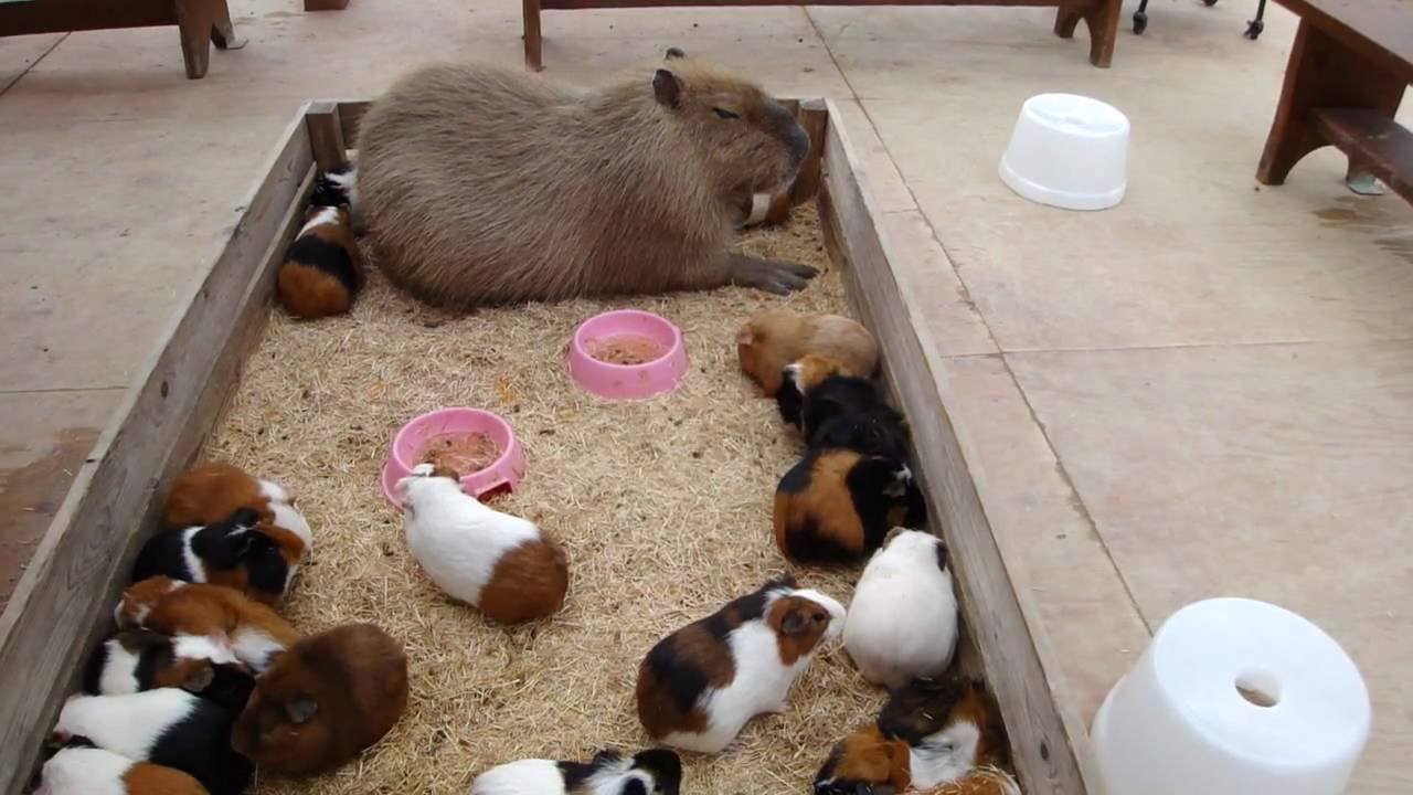 How are capybaras different from guinea pigs?